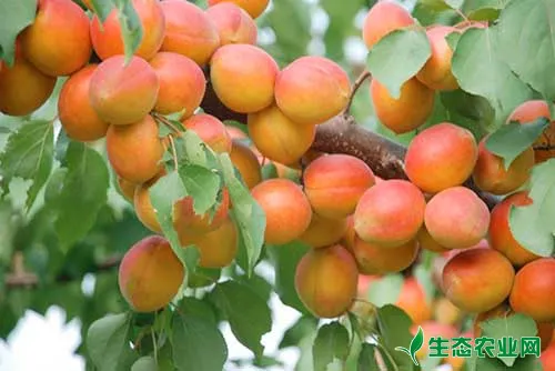 杏树各个时期如何施肥？杏树高产施肥技术