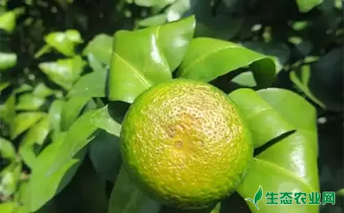 柑橘油斑病的田间症状、诱发原因及预防措施