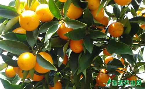 柑橘白纹羽病症状表现有哪些？该如何防治？
