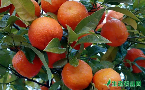 柑橘橘二叉蚜怎么防治？有哪些方法措施？