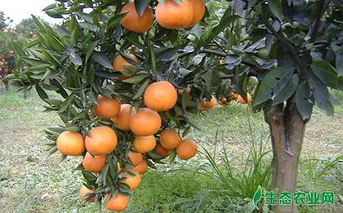 柑橘灰象甲如何防治？具体措施有哪些？