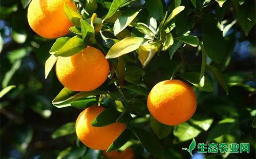 柑橘凤蝶有哪些为害症状？怎么防治？