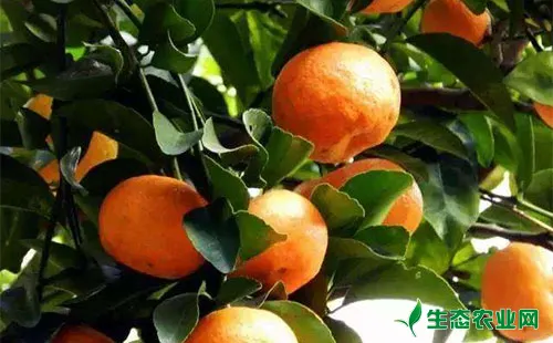 柑橘凤蝶有哪些为害症状？怎么防治？