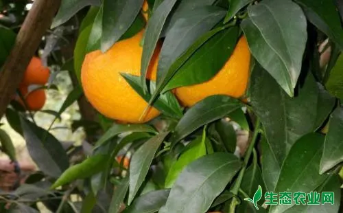 柑橘星天牛有哪些为害症状？该如何应对？