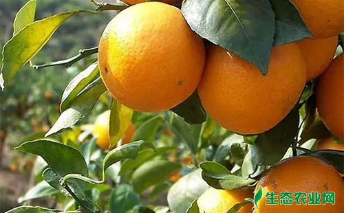 柑橘星天牛有哪些为害症状？该如何应对？