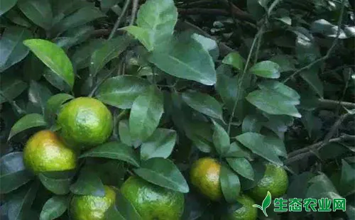 柑橘浮皮果的发生特点及其防治对策深入介绍