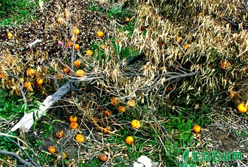 柑橘冻害的主要原因及具体防控对策