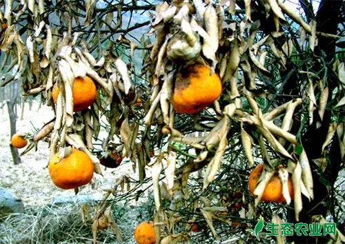 柑橘冻害的主要原因及具体防控对策