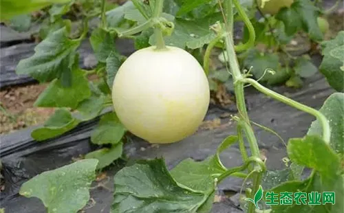 甜瓜甜菜夜蛾有哪些为害症状？农户们该怎么防治？