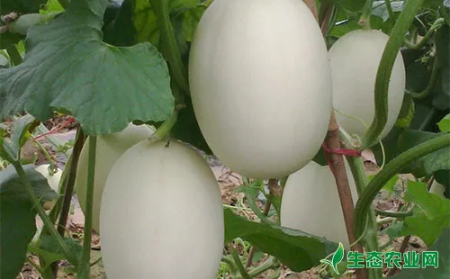 甜瓜甜菜夜蛾有哪些为害症状？农户们该怎么防治？