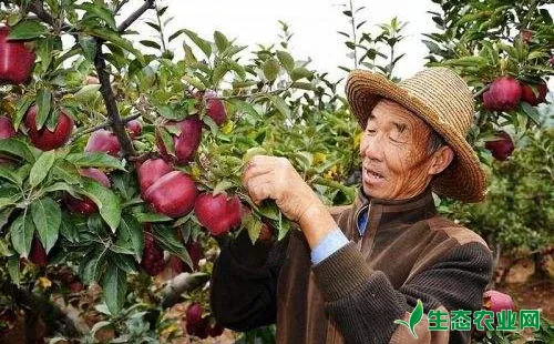 苹果摘叶什么时间摘最好？有哪些摘叶方法？