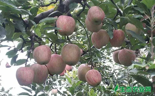 苹果顶芽卷蛾的为害症状、发生规律、形态特征及防治措施