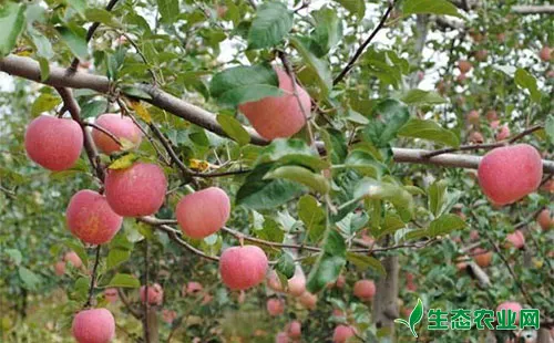苹果黑腐病的受害症状、发病原因及防治措施