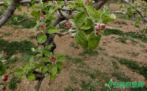 苹果缺锰的症状、发病条件和防治方法分析介绍