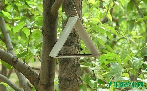 苹果蠹蛾危害特点及综合防控措施