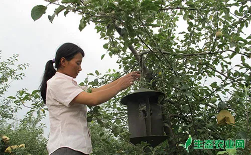 苹果树桑天牛和星天牛的发生特点及防治措施