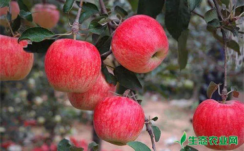 苹果树缺钙原因，苹果树缺钙防止措施