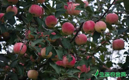 苹果树大小年形成原因及解决办法