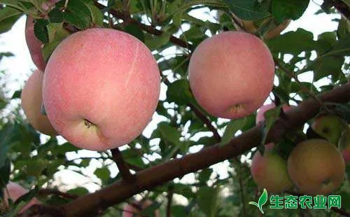 苹果树大小年形成原因及解决办法