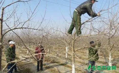 苹果树冻害原因有哪些，怎样防治？