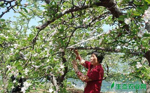 苹果怎么授粉？苹果授粉方式总结