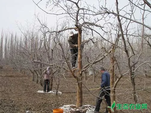 苹果树采收后的综合管理技术