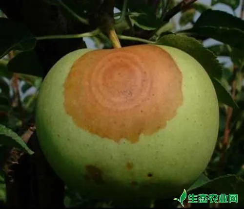 苹果树结果期综合管理技术
