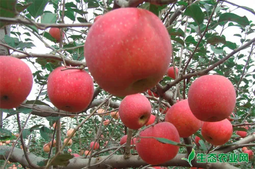 苹果树怎么种植？苹果树种植技术
