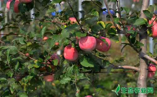 苹果树怎么种植？苹果树种植技术