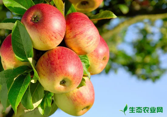 苹果常用农药的安全间隔期统计单