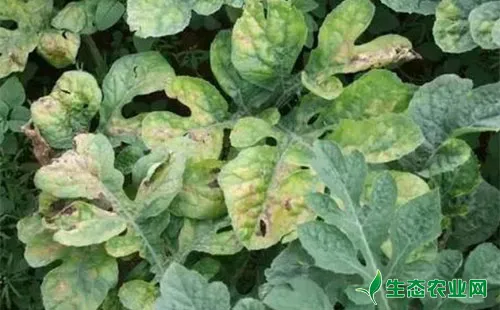 西瓜黏菌病发病症状有哪些？农户们该怎么防治？