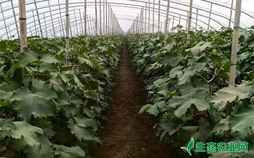 大棚葡萄种植品种选择及栽培方式等技术知识介绍 生态农业网
