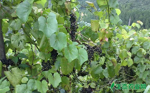 山葡萄怎么种植，山葡萄种植方法