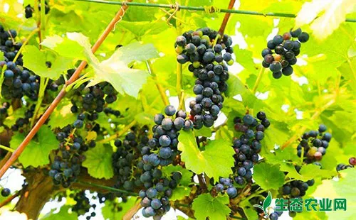 山葡萄怎么种植，山葡萄种植方法