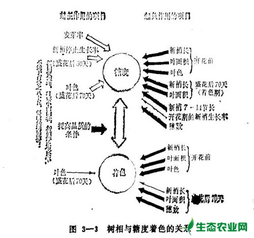 浅谈葡萄树相的基本概念