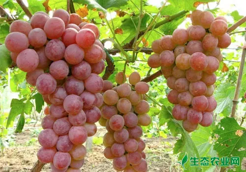 葡萄怎么种植？葡萄高产早熟的秘籍