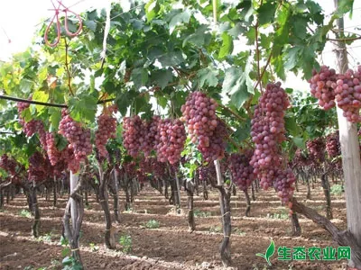 葡萄春季的种植管理技术