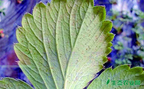 草莓红蜘蛛不同生长阶段的综合防治技术