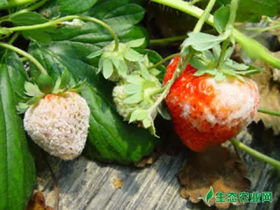 草莓白粉病的症状及防治方法