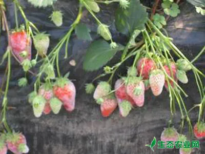 草莓白粉病的症状及防治方法