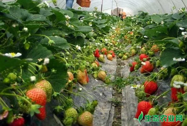 大棚草莓种植效益，大棚草莓的种植方法