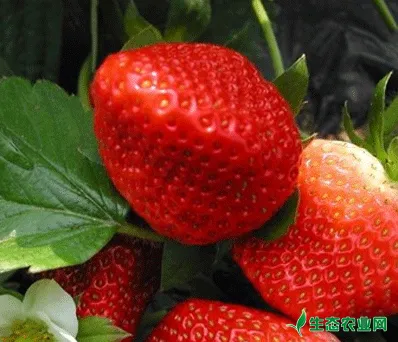 草莓定植后至保温前的管理技术是什么