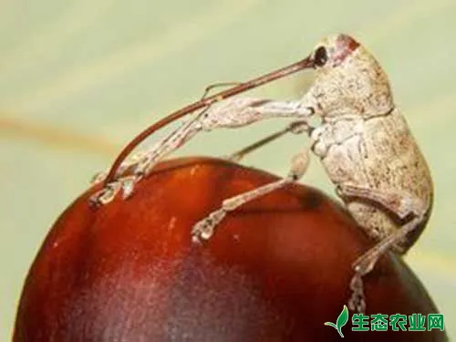 板栗常见虫害有哪些?如何防治?