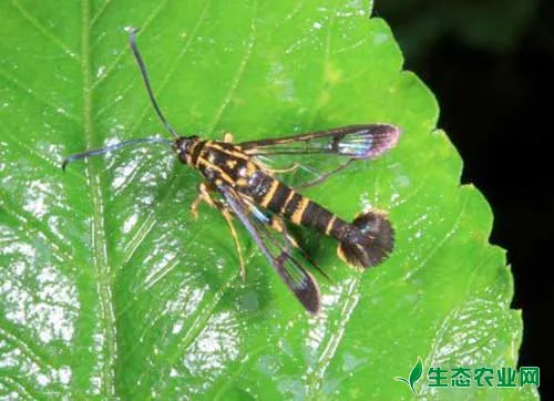 板栗常见虫害有哪些?如何防治?