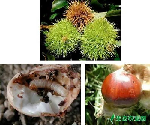 板栗常见虫害有哪些?如何防治?