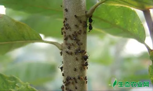 板栗常见虫害有哪些?如何防治?