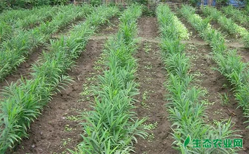 生姜的生长特性及栽培技术