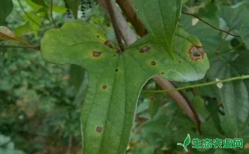 山药黑斑病的症状及防治方法