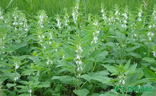 芝麻浇水什么时间最合适，浇水的方法措施有哪些？