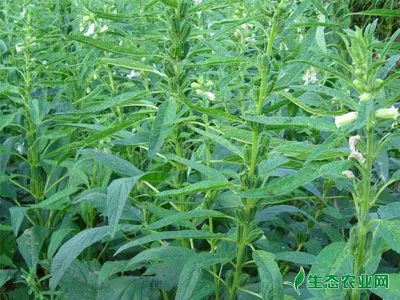 芝麻花期叶面施肥高效丰产质优
